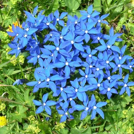 Schartner Apartmán *